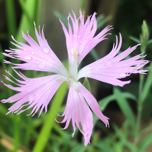 Dianthus, Fringed Pink