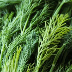Fresh Dill Leaves - Yakima Beach