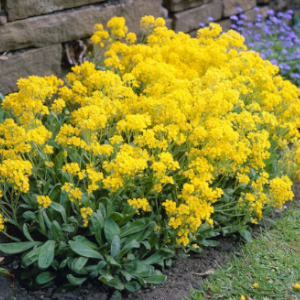 Basket of Gold Alyssum