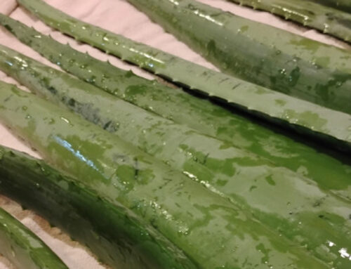 Beacons: 1/31/26: Free Fresh Aloe; Artists in Residence; Melt the ICE Hat Pattern