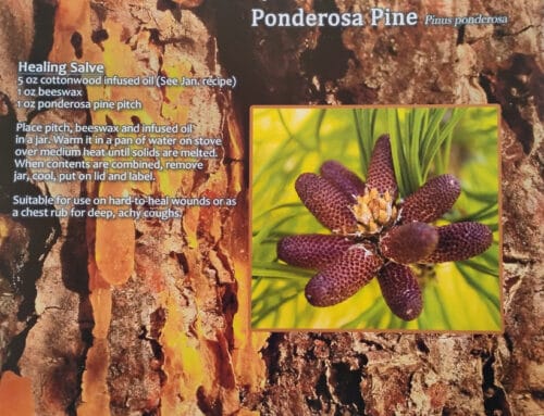 Beacons 2/27/26: Healing Salve, Farm Tour, Human Rights Booklets, & a Shrub-Steppe Celebration