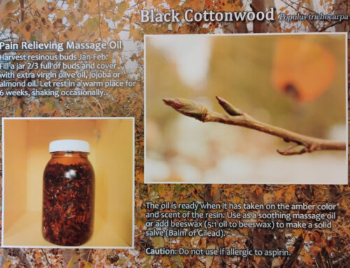 Beacons 2/10/26: Strawberries, Winter Foraging Walk, Natural Building Workshop