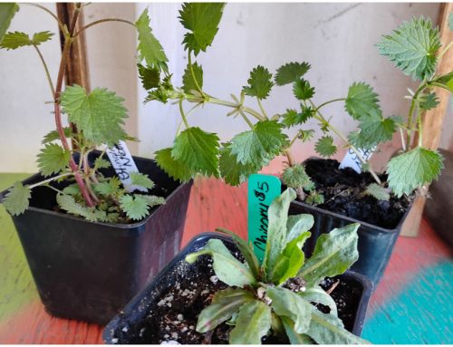 Beacons 3/27/26: Permaculture Meetup, Seed Exchange, Nettles as Food and Medicine