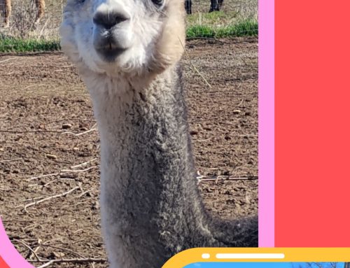 Beacons 3/6/26: 400 Meals, Spring Herbs, Alpaca Beans, Truth as a Human Right